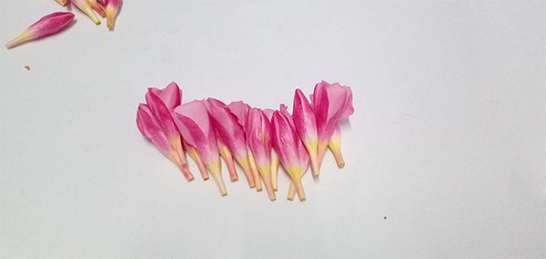 Ganneru / Oleander  flowers